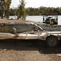 Police investigate death of crocodile, Rockhampton