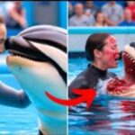 Marina Lysaro Obituary, Cause of Death; Marine Community Mourns Loss of Orca Trainer Marina Lysaro After Fatal Accident