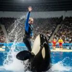 Jessica Dolphin Accident; Orca Trainer Jessica Radcliffe Died after Attacked During Performance, Jessica Radcliffe Dies After Being Attacked by Dolphin