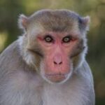 Monkey Truck Accident: Monkeys escape from overturned truck on a Mississippi highway