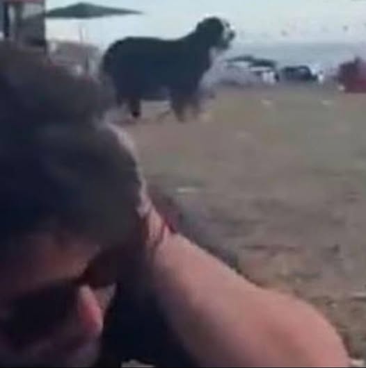 Bondi Beach Tragedy: Maui the Dog Remains by Owner’s Side During Shooting, Now Safe