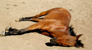 Springville Crash Involving Loose Horses Results in One Horse’s Death; Investigation Ongoing